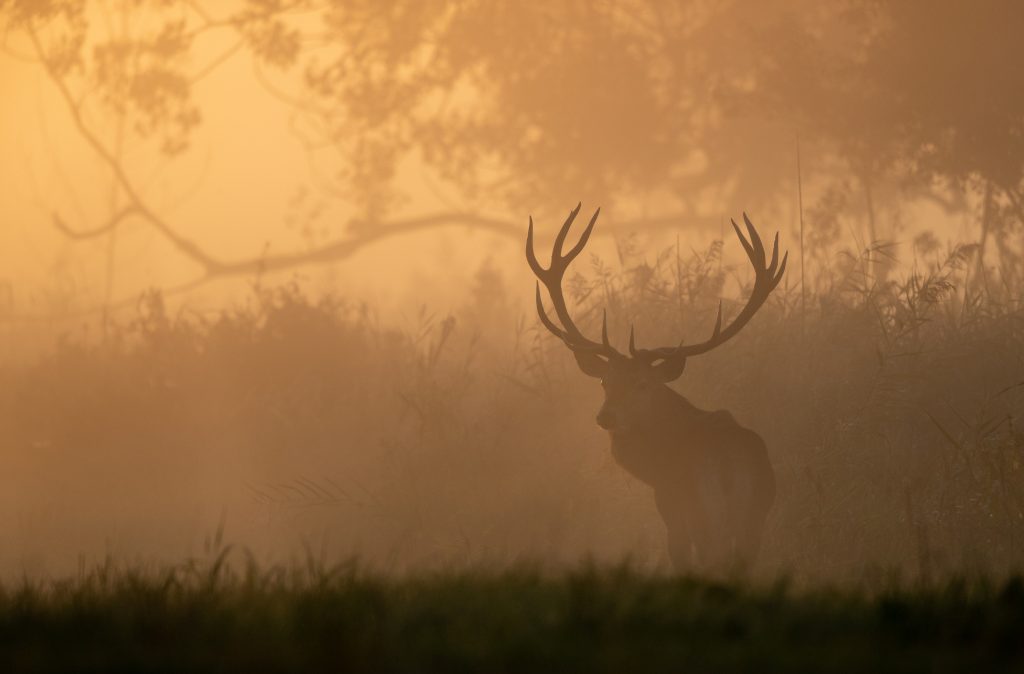 Deer in field in mist