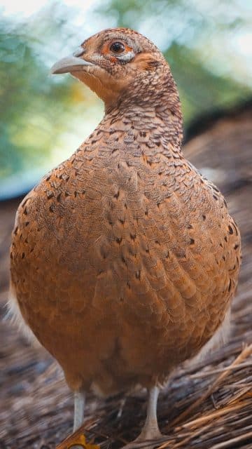 bird, bobwhite quail, bobwhite-7511061.jpg