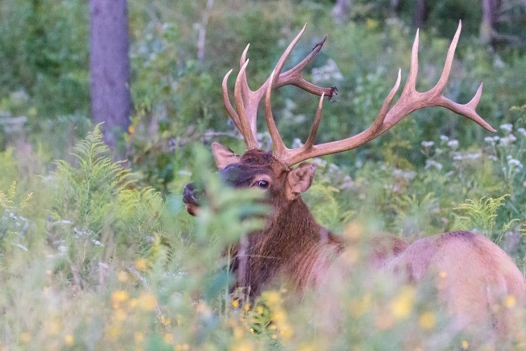 Hey Tiny (Kentucky bull elk)