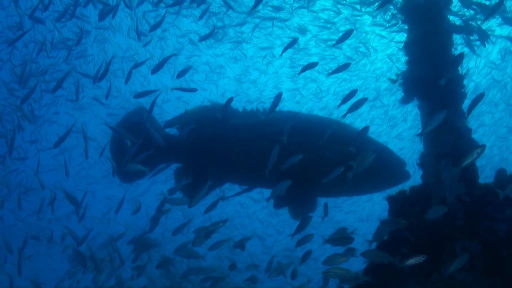 Goliath grouper on artificial reef