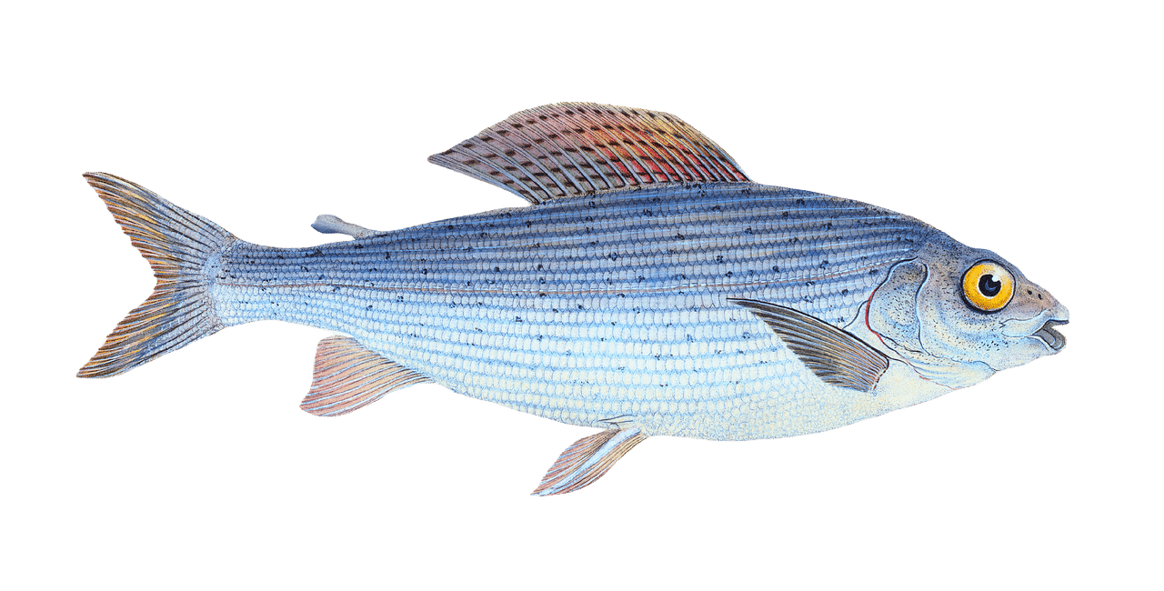 grayling, fish, animal-6254441.jpg