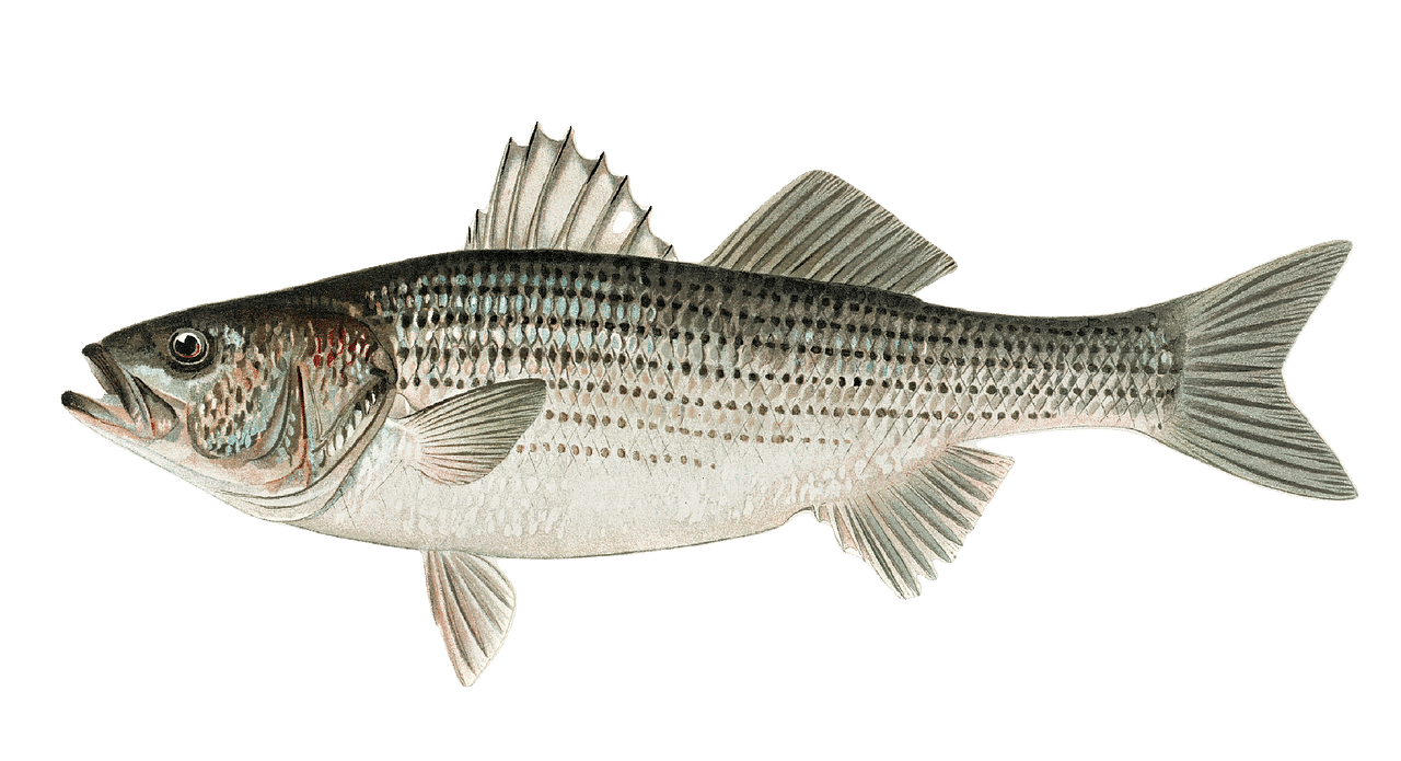 striped bass bass striper fish sea 6254407