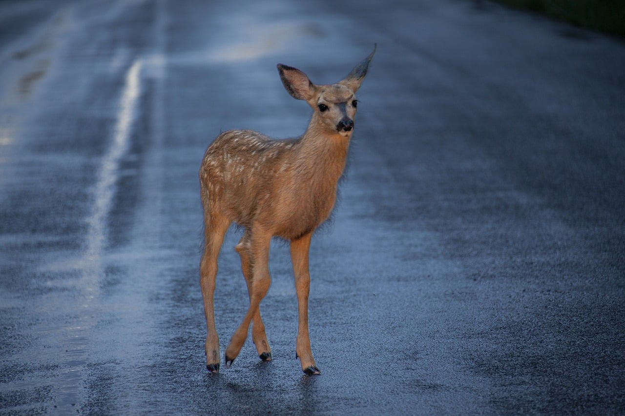animal, nature, deer-7039957.jpg