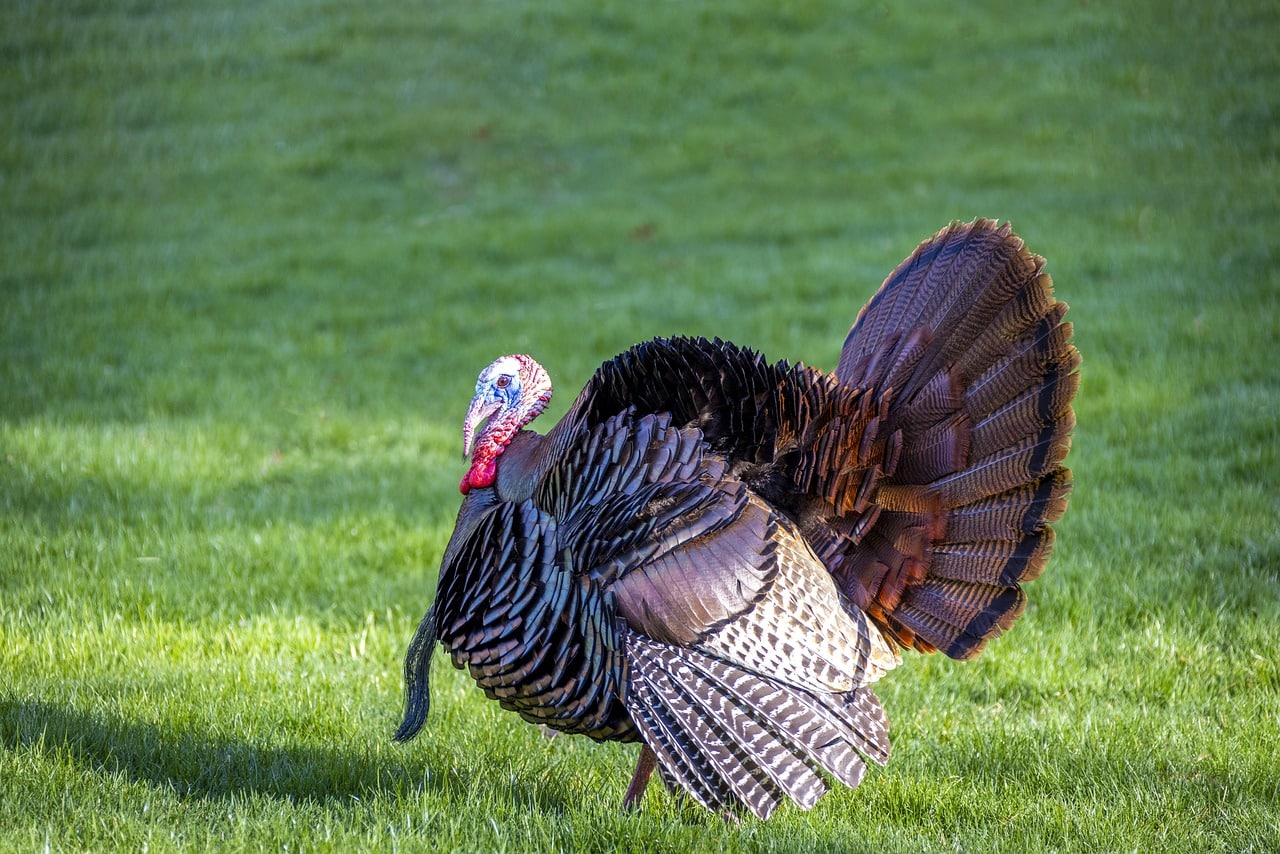 bird, wildlife, turkey-6202055.jpg