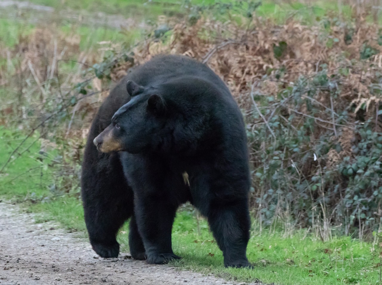 black bear, bear, black-4741628.jpg