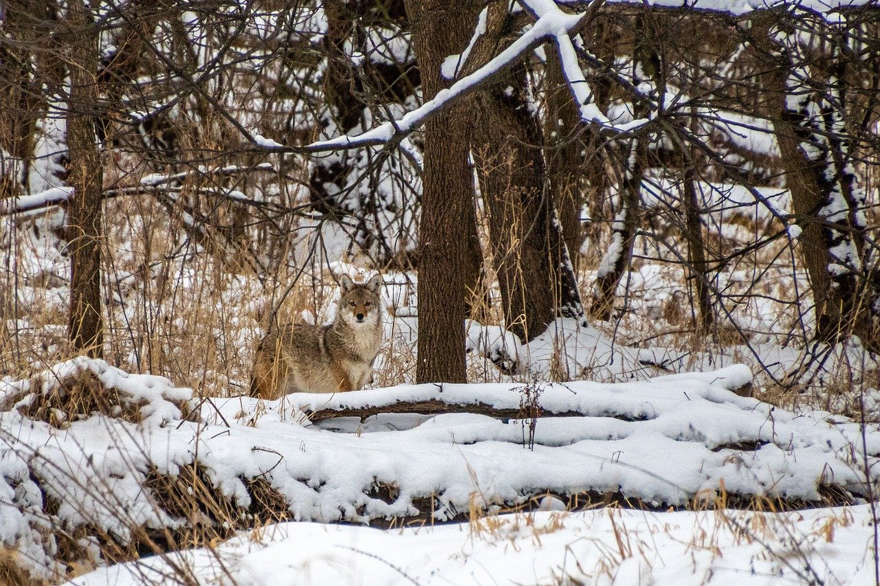 coyote, trees, snow-7904672.jpg