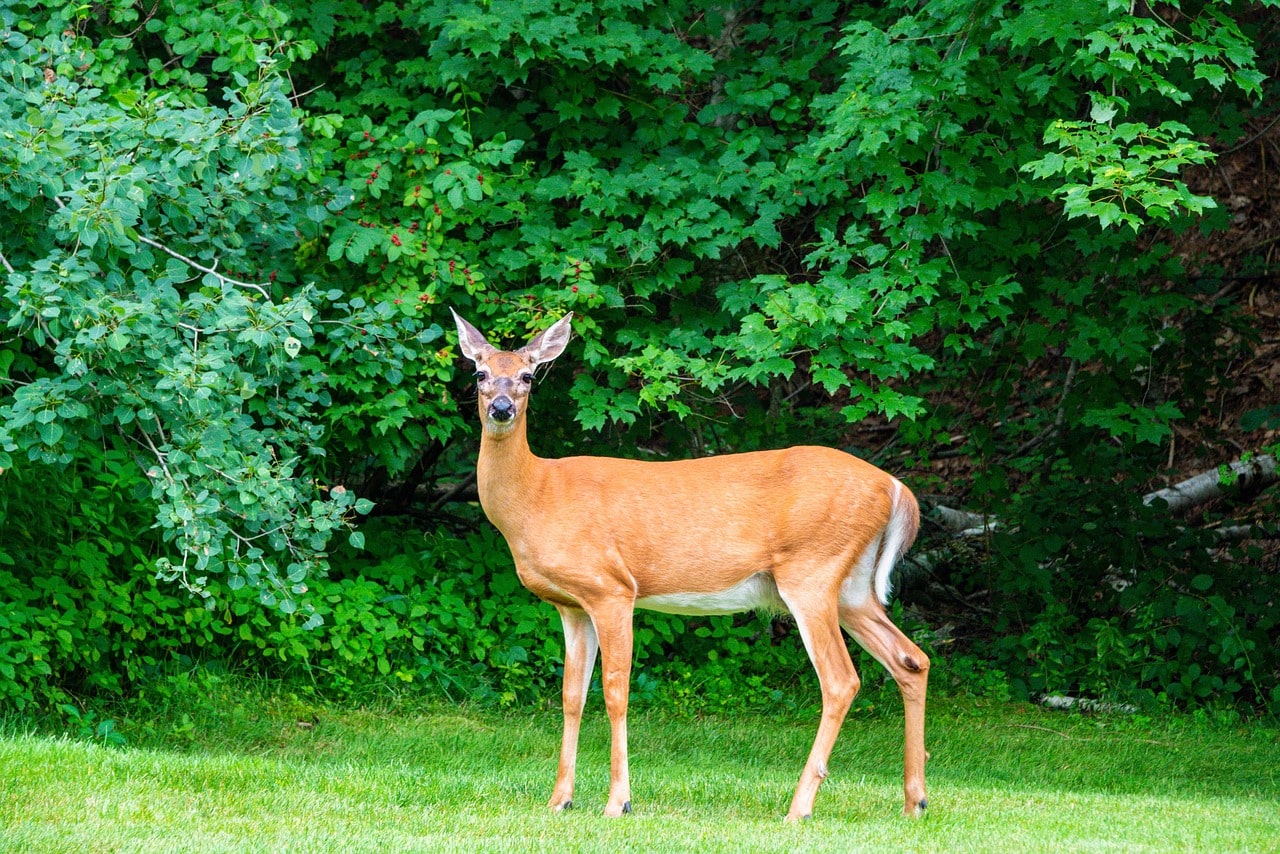 deer, whitetail, wildlife-5027125.jpg