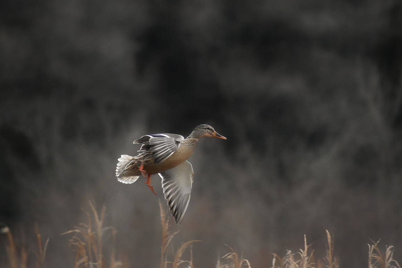 animal, lake, waterside-3064577.jpg