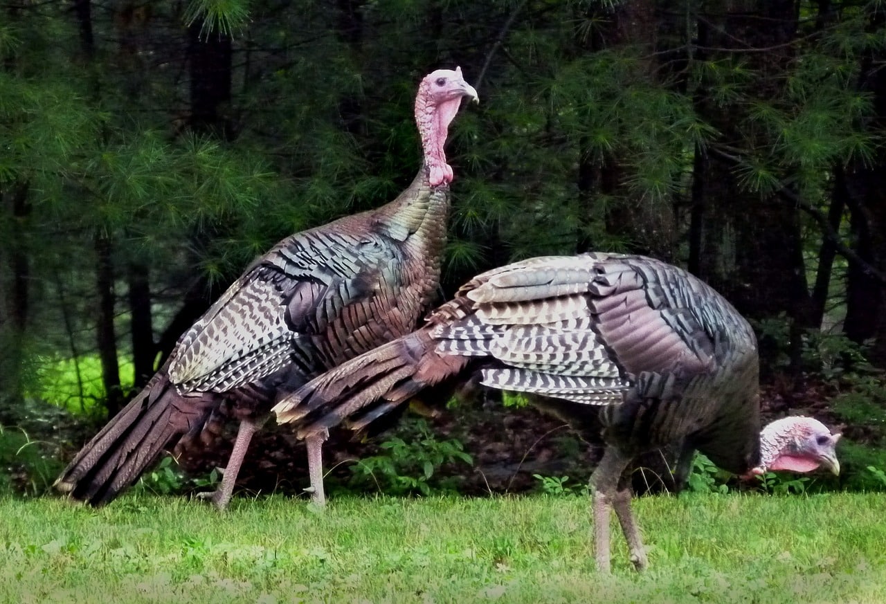 turkey, wild turkeys, birds-2376001.jpg