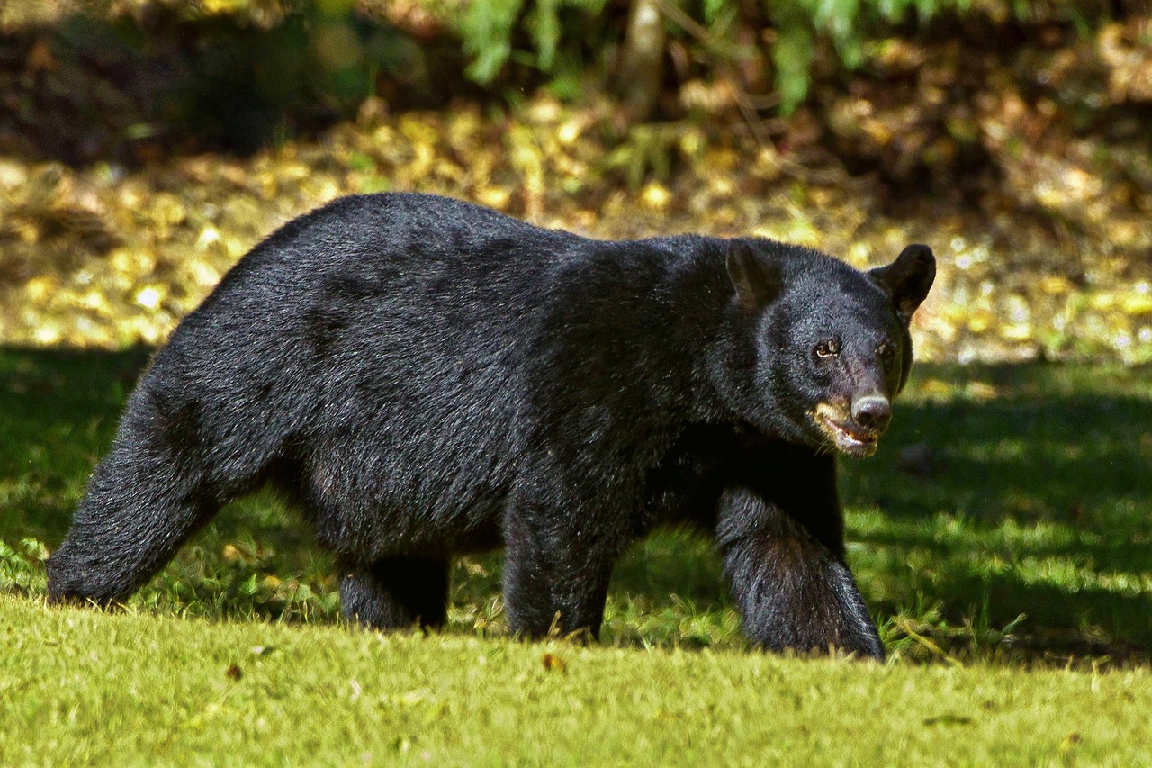black bear, bear, nature-937037.jpg
