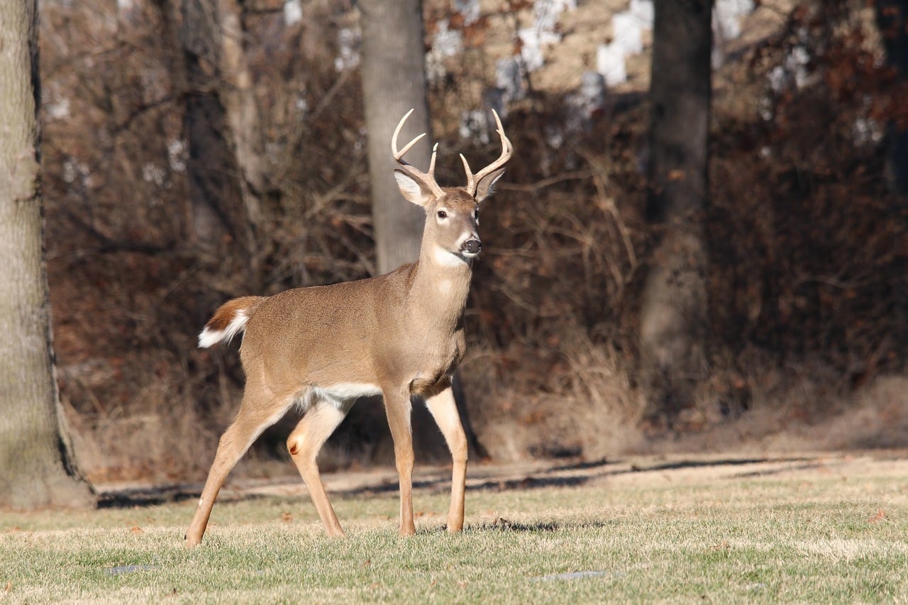 deer, buck, wildlife-2264351.jpg