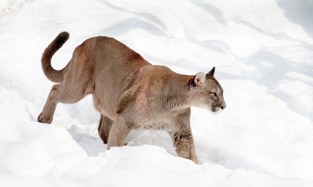 puma, mountain lion, big cat-1982452.jpg