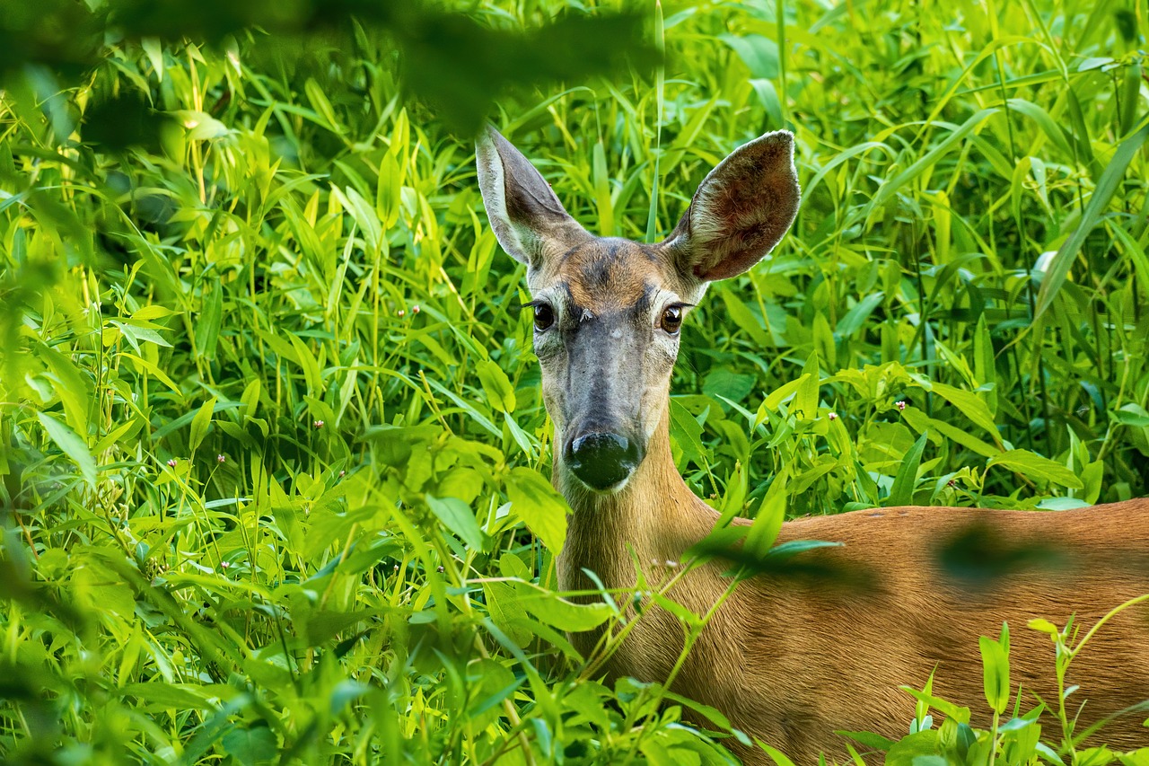 whitetail doe, whitetail deer, marsh deer-5330976.jpg