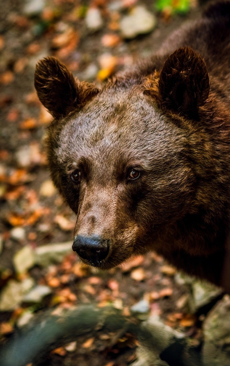 black bear, animal, wildlife-2693423.jpg