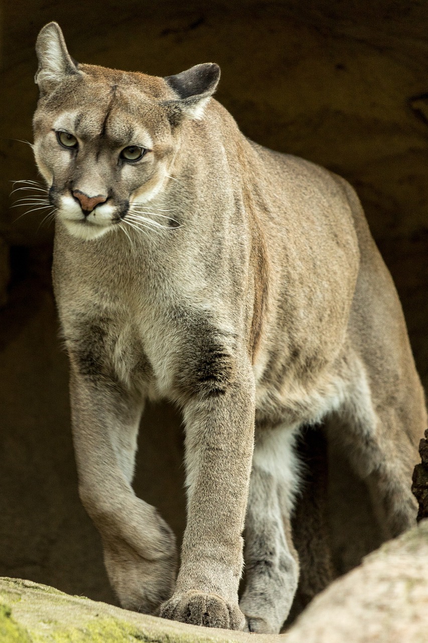 puma, animal, wildlife-4647162.jpg