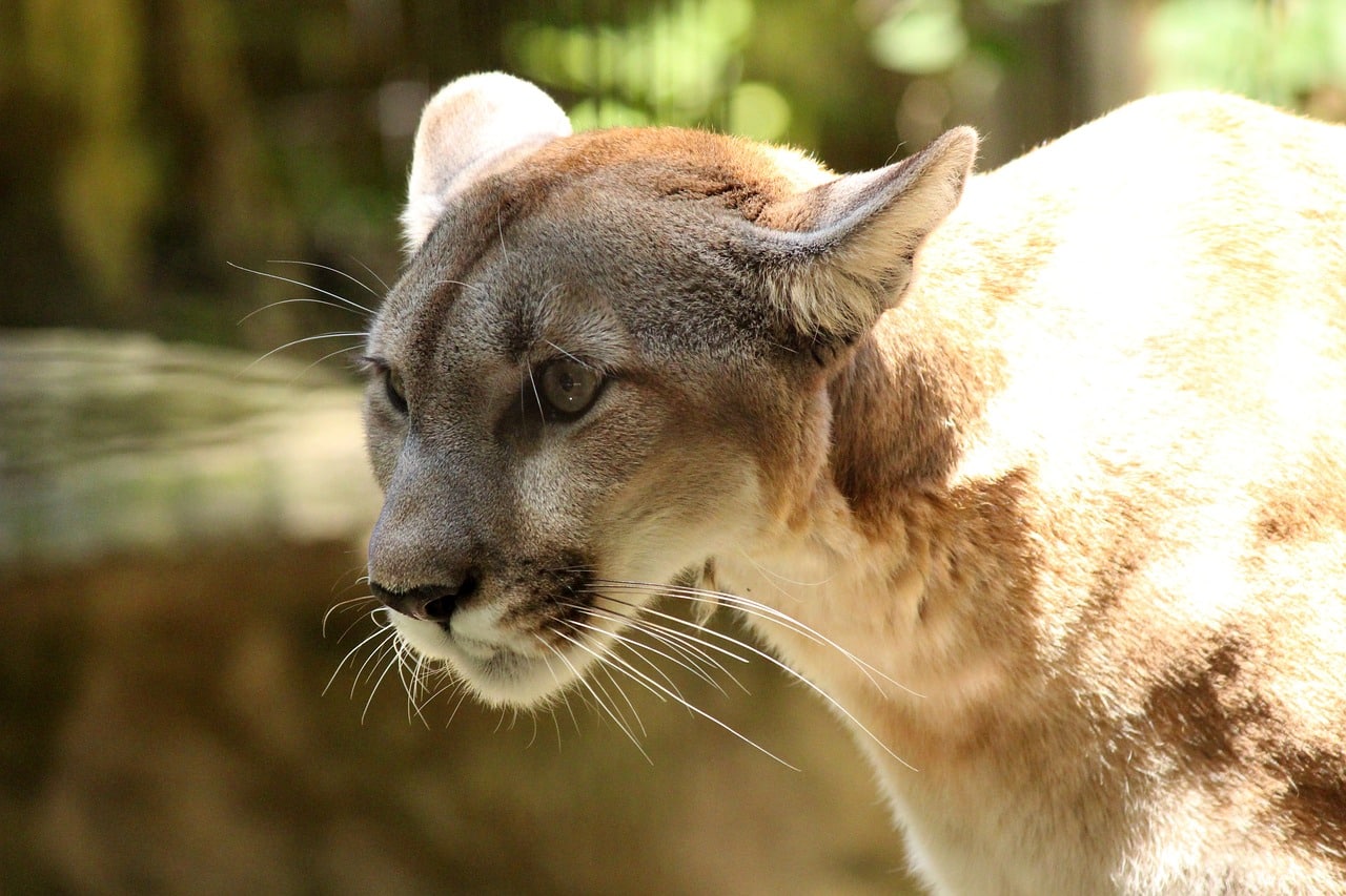 cougar, mountain lion, wildlife-3599058.jpg