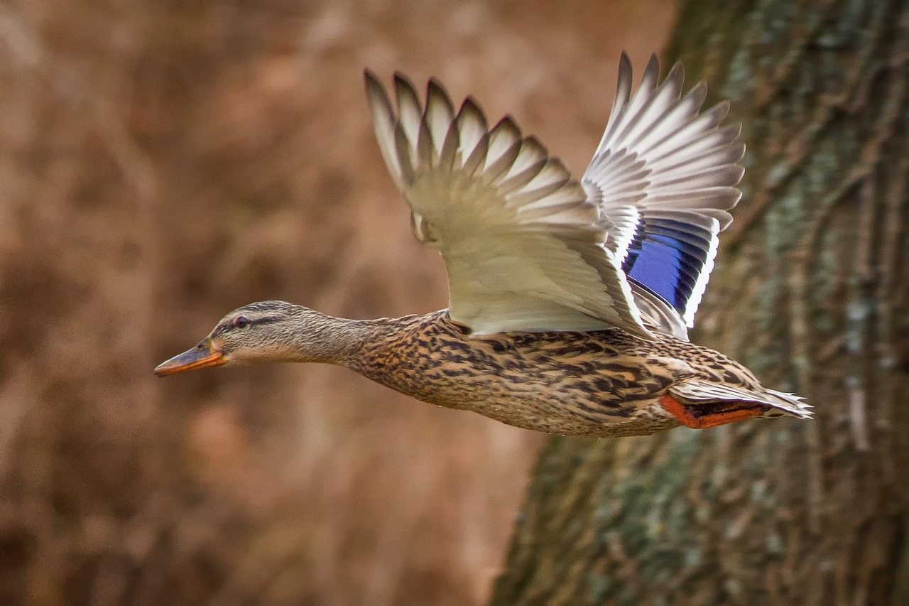 ducks, mallards, landscape-2154188.jpg