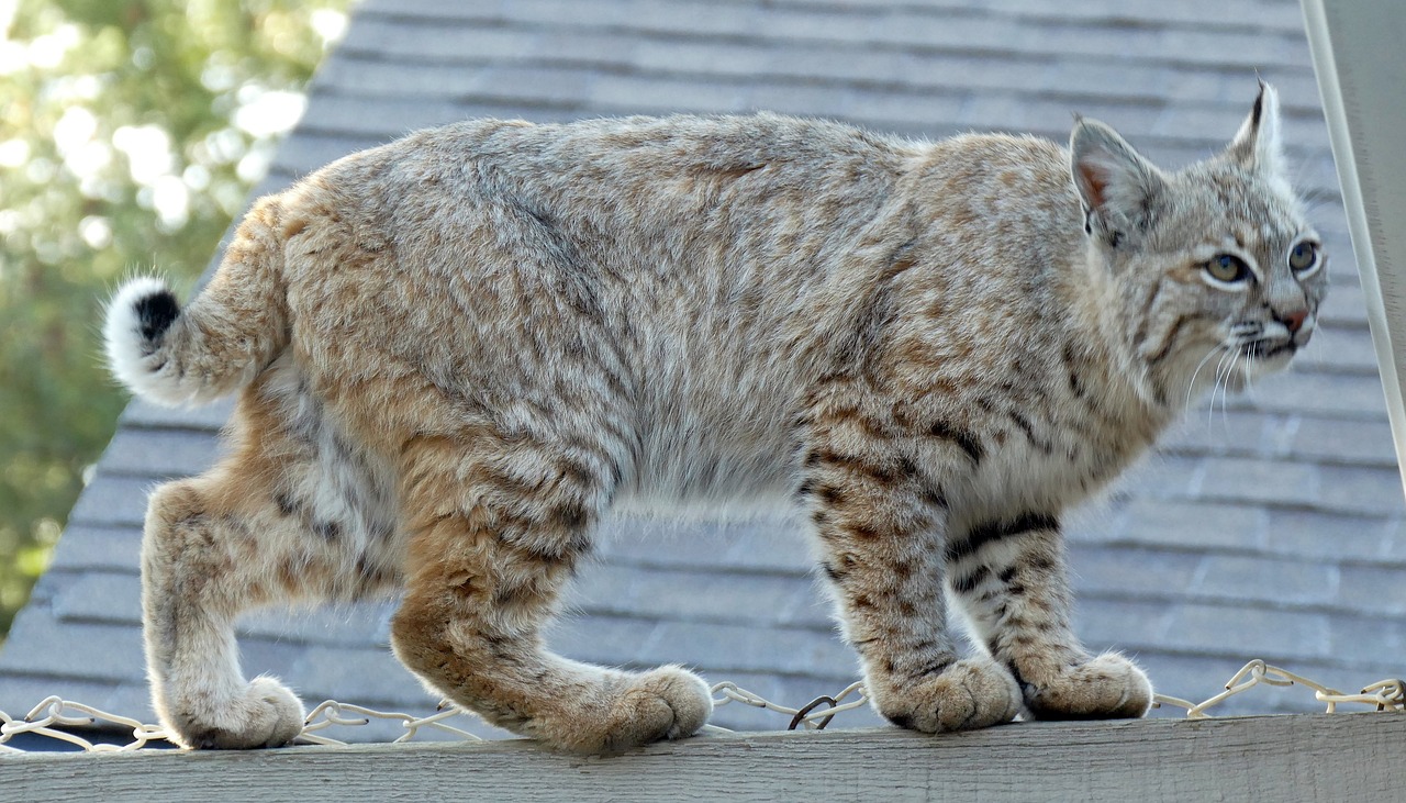 bobcat, bobcat on fence, backyard bobcat-6248651.jpg