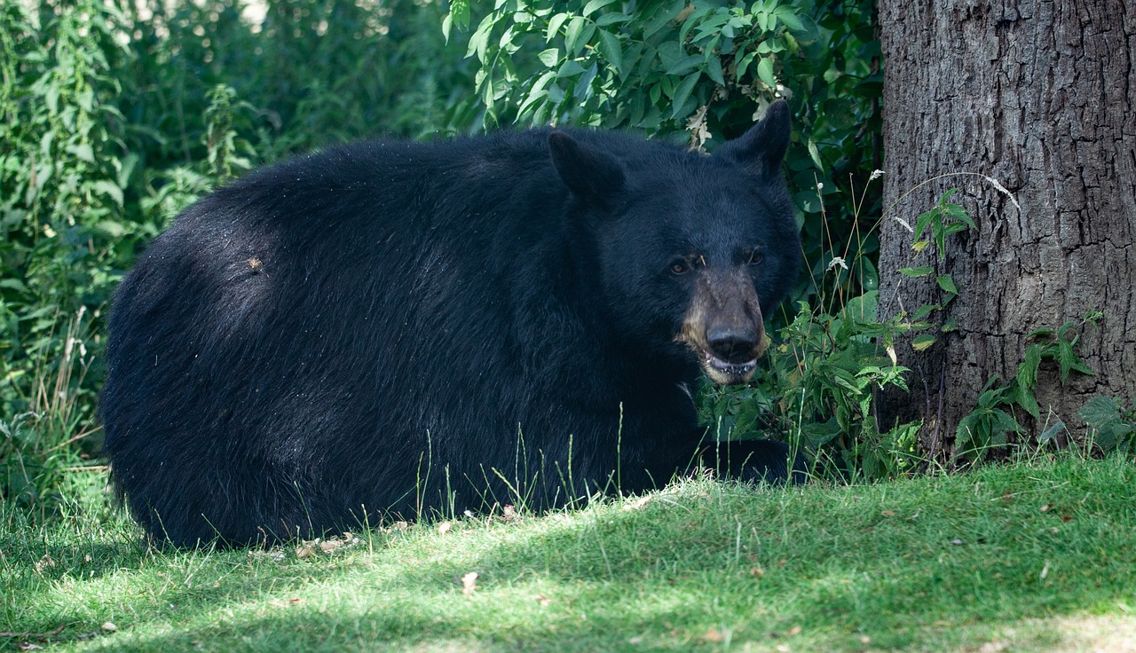 north american black bear, black bear, bear-4363632.jpg