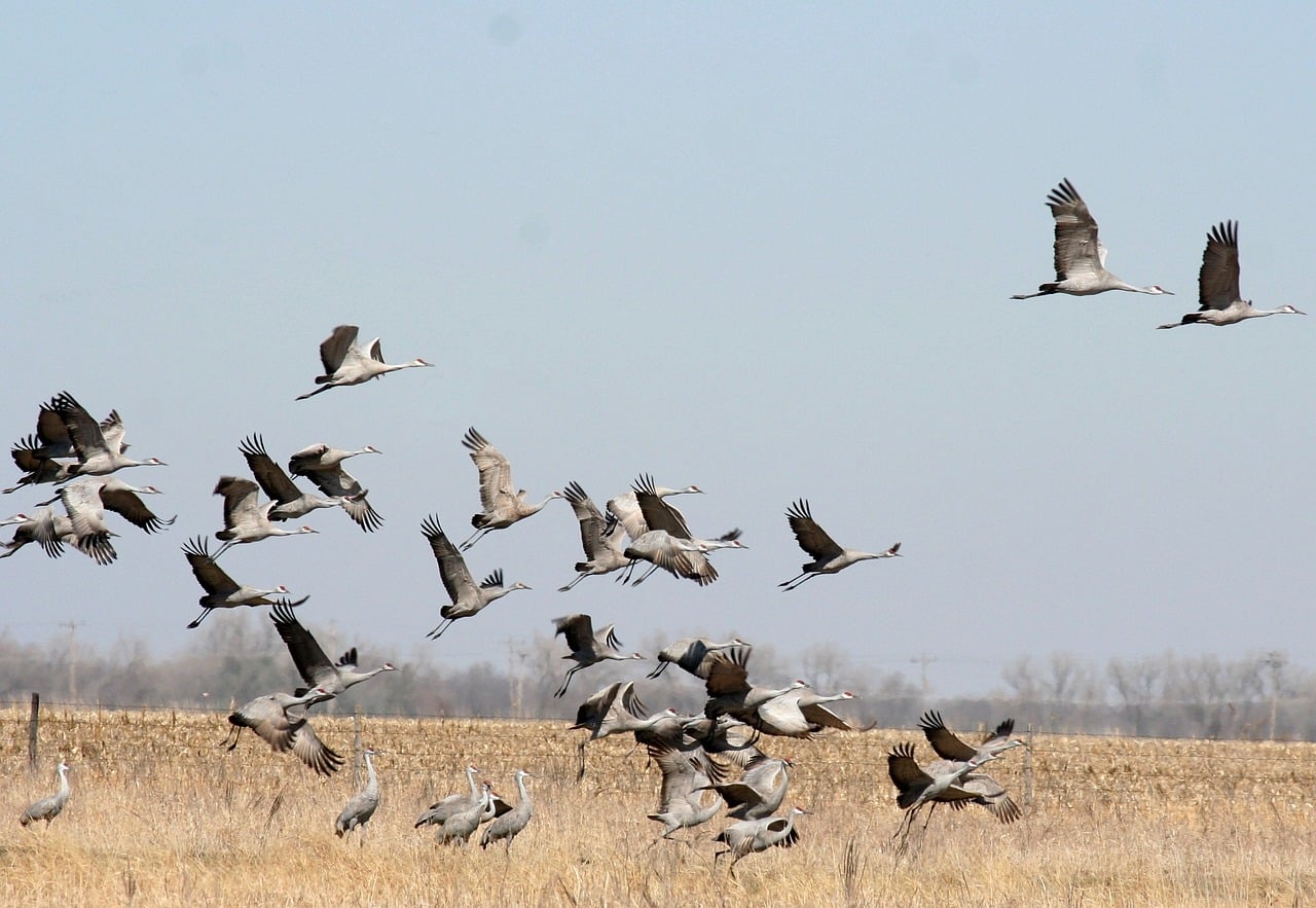 sandhill crane, birdwatching, bird-824650.jpg