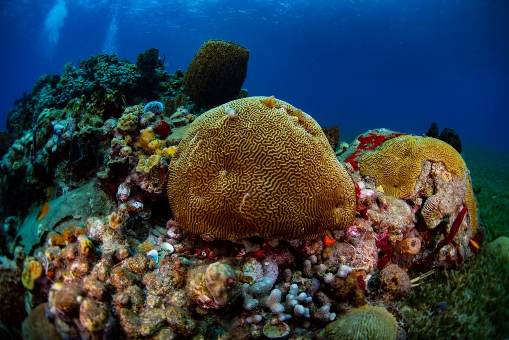 Brain Coral