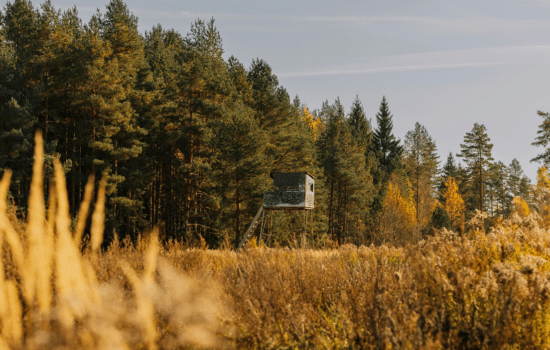 Tree stand near edge of wooded area
