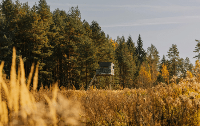 Tree stand near edge of wooded area