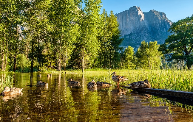 Image of ducks in stream in beautiful wilderness