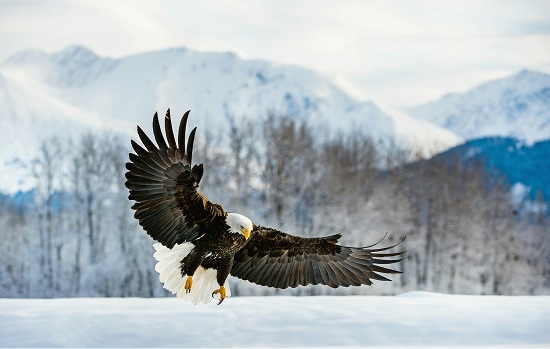 Eagle flying in snowy landscape