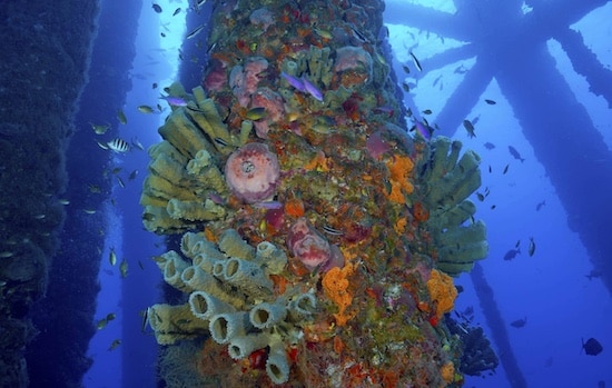 Underwater view of coral reef on oil rig