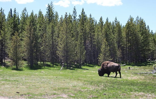 Bison in field near forest