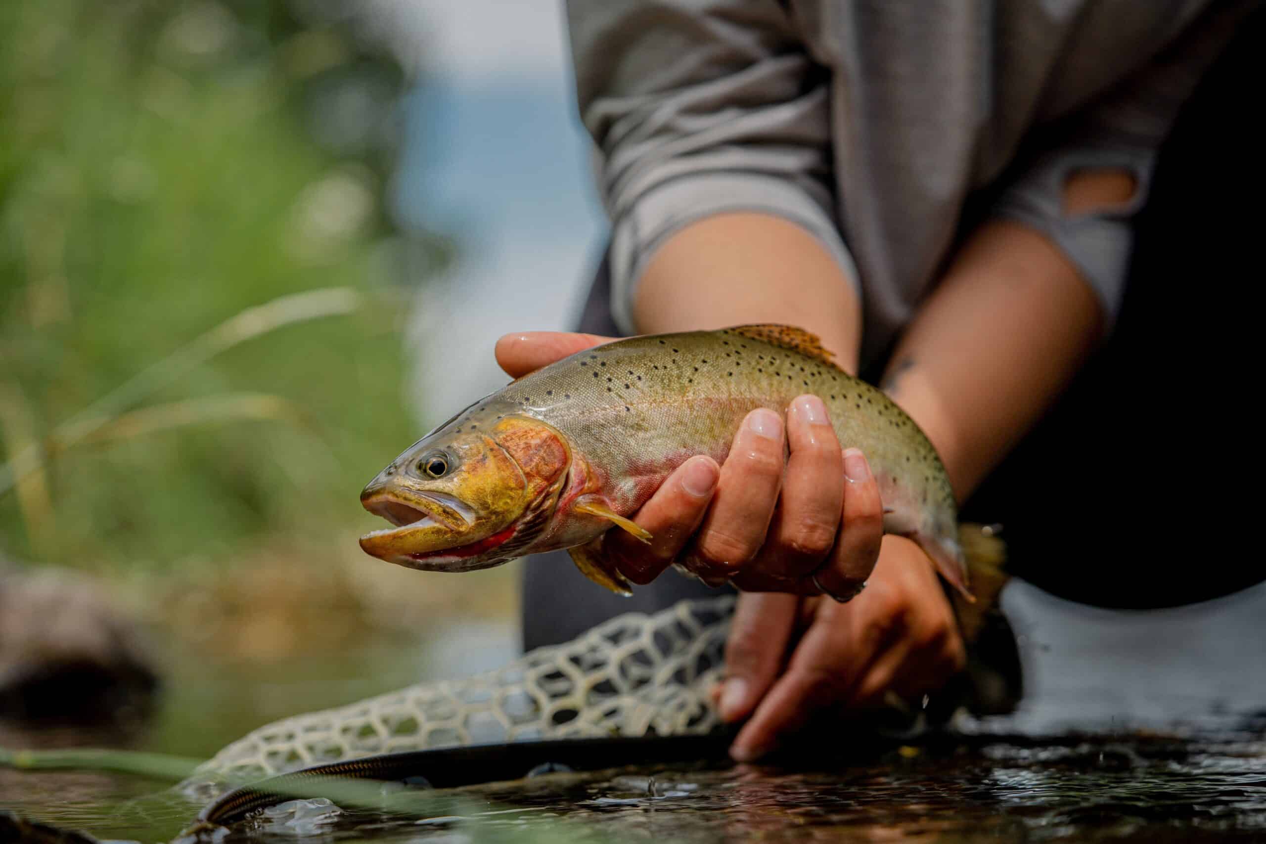 Close up of person holding trout just above water