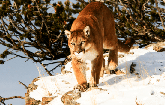 Mountain lion walking across snow covered rocks
