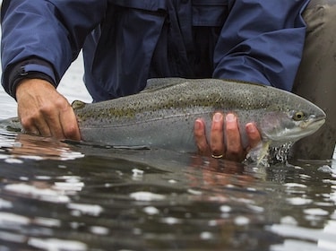 Close up of hands holding fish just outside of water