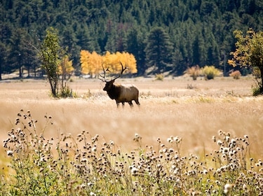 Scenic image of moose in field