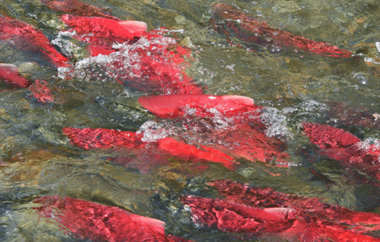 View of fresh fish in water
