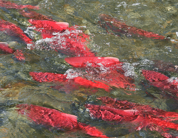 View of fresh fish in water