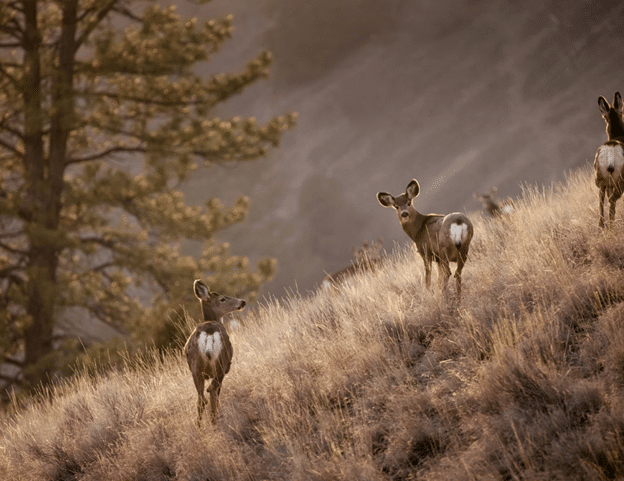View of deer on hillside