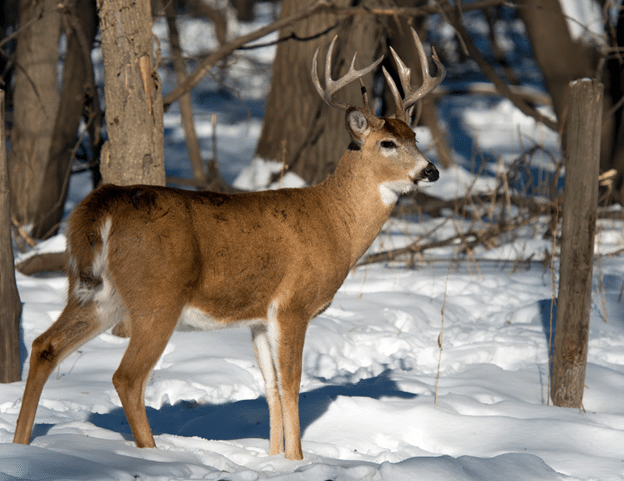 Buck in the snow in the woods