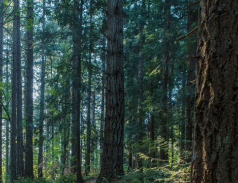 Image of wooded area