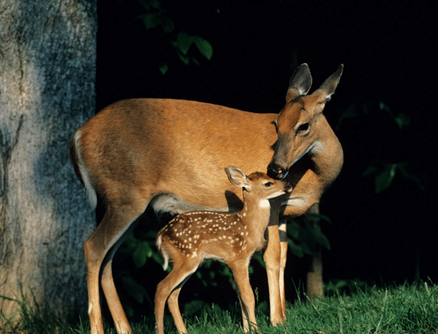 Deer with fawn at night