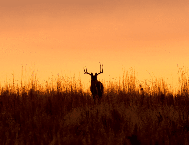 Silhouette of buck in field