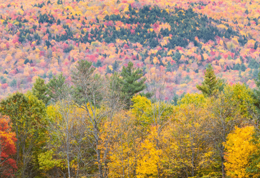 Aerial view of forest