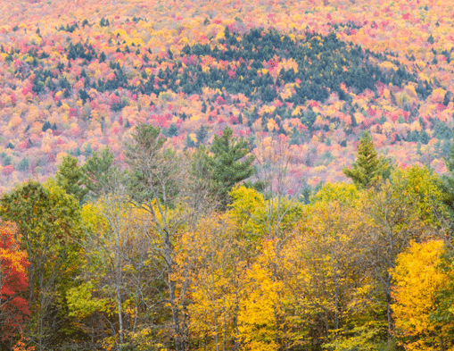 Aerial view of forest