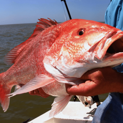 Close up of recently caught fish