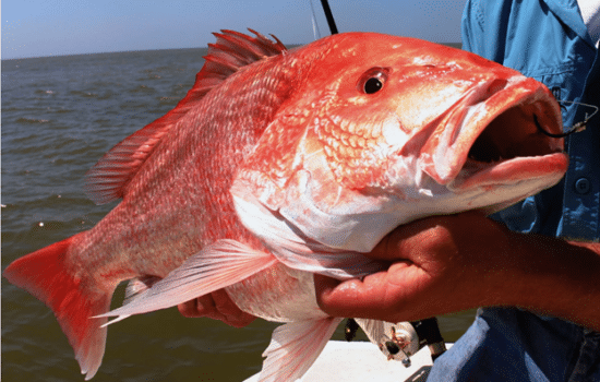 Close up of recently caught fish