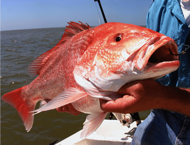 Close up of recently caught fish