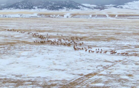 Aerial view of migrating animals