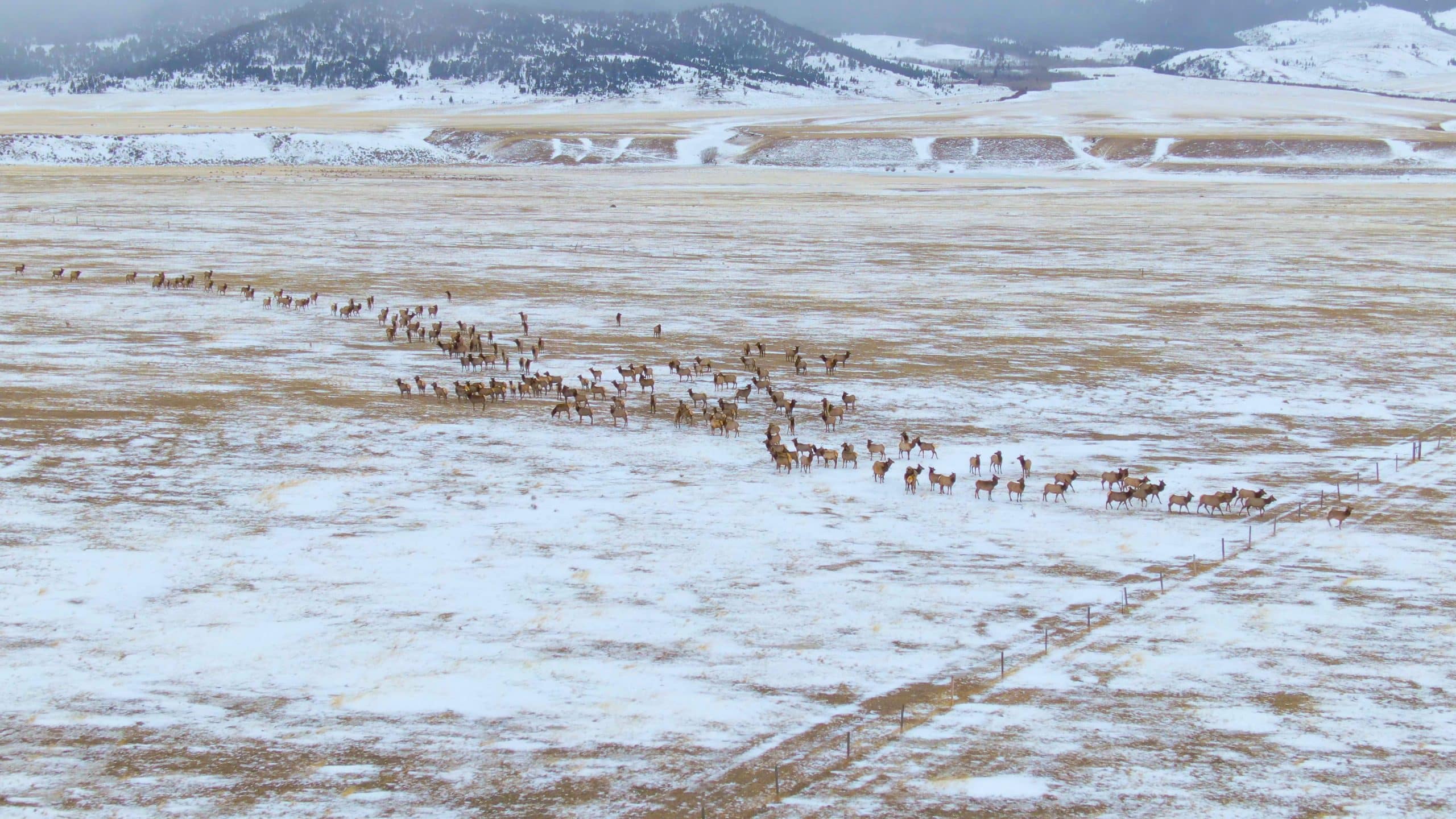 Aerial view of migrating animals