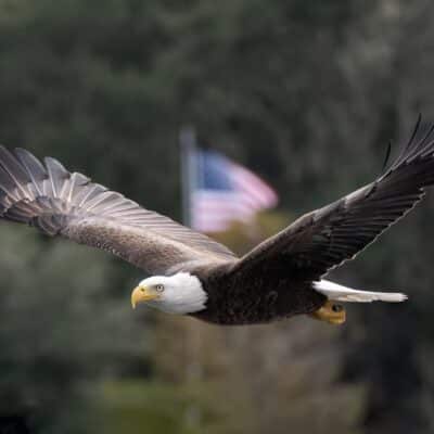Bald,Eagle,Flying,Past,An,American,Flag